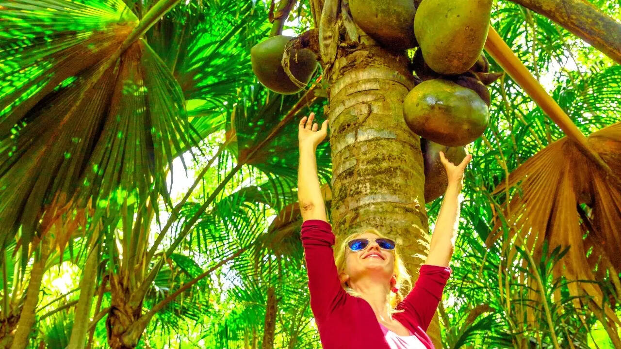 coco de mer palm