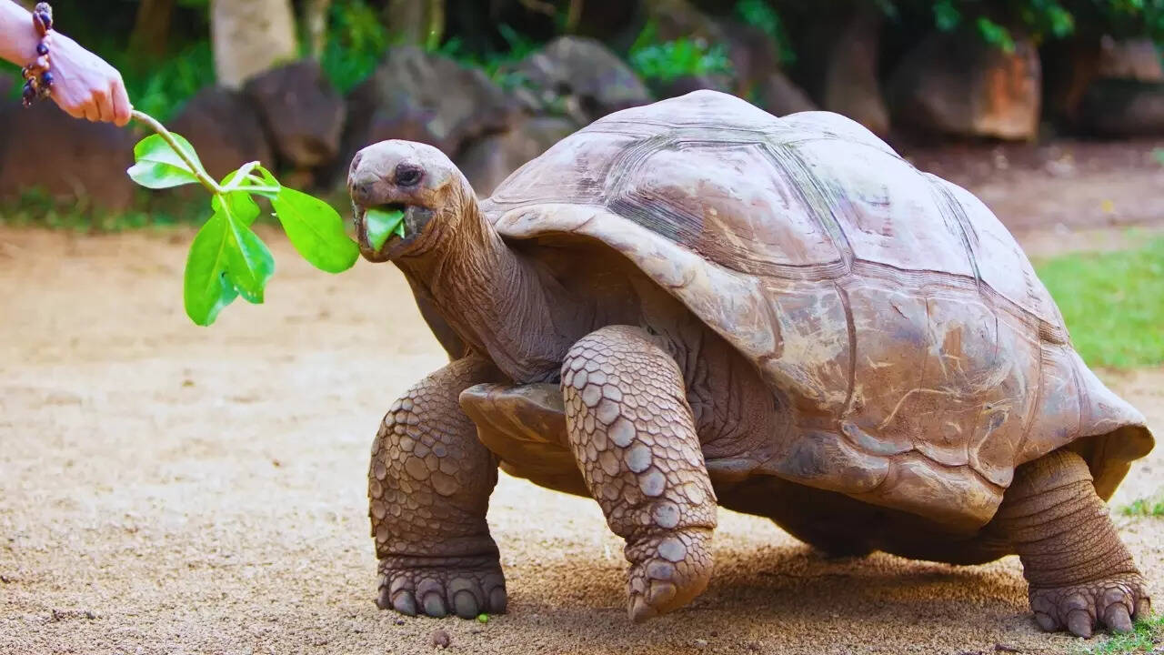 Giant tortoise in Seychelles