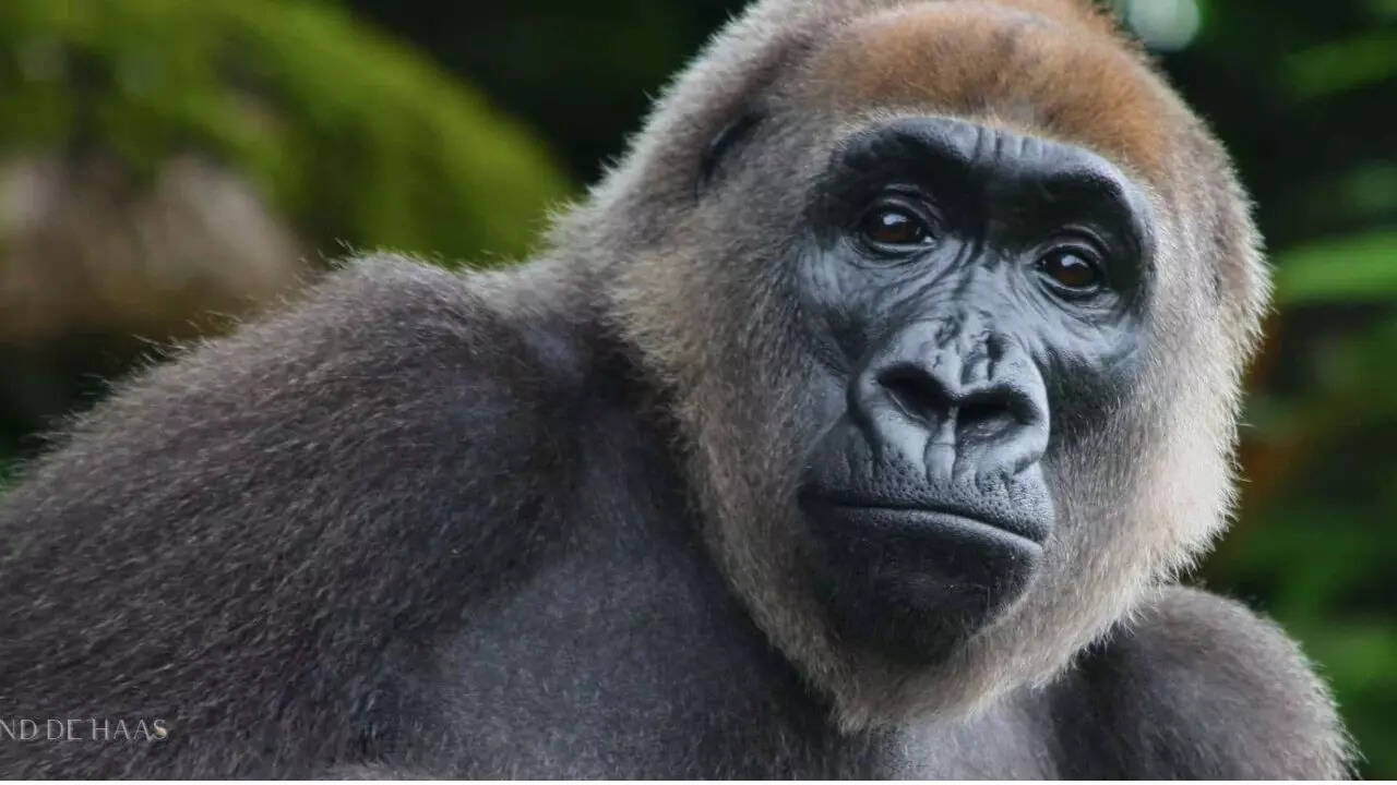 Cross River Gorilla