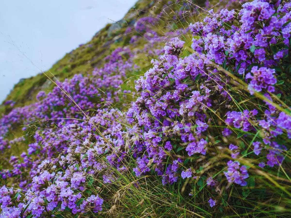 Munnar flower