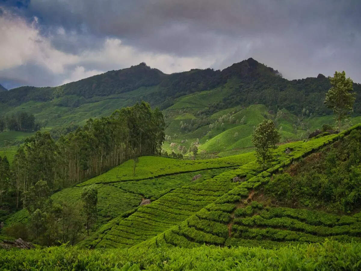 Munnar, Kerala
