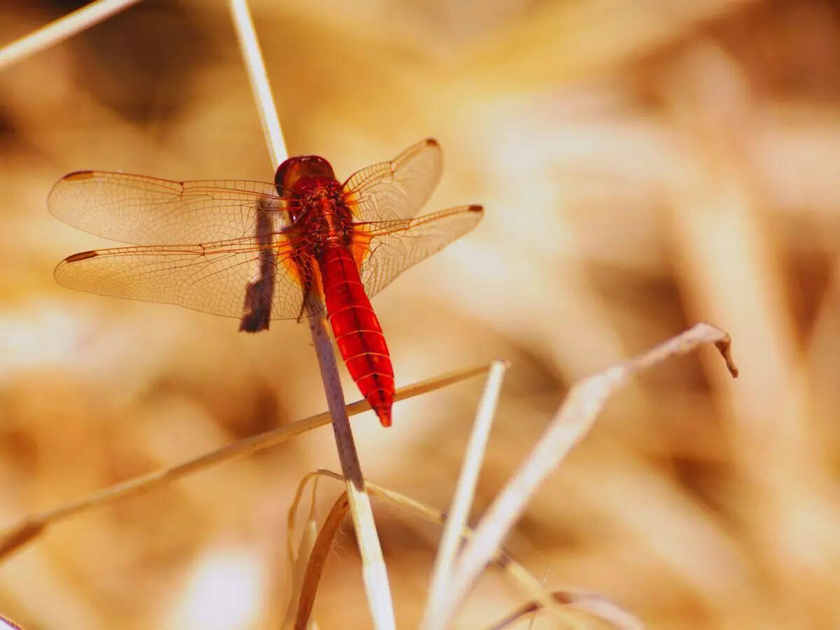 scarlet dragonfly