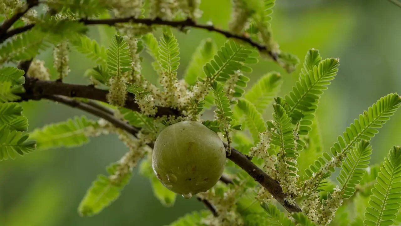 Amla (Indian gooseberry) for hair strength and shine