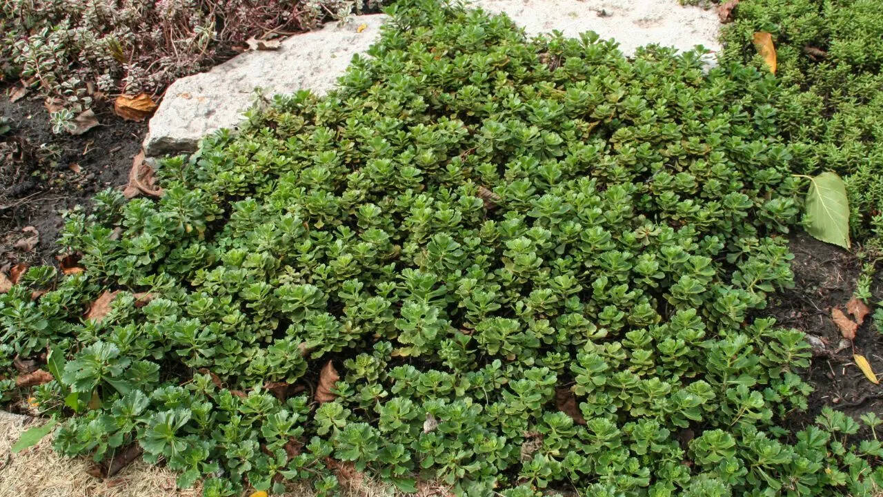Ground-covering plants