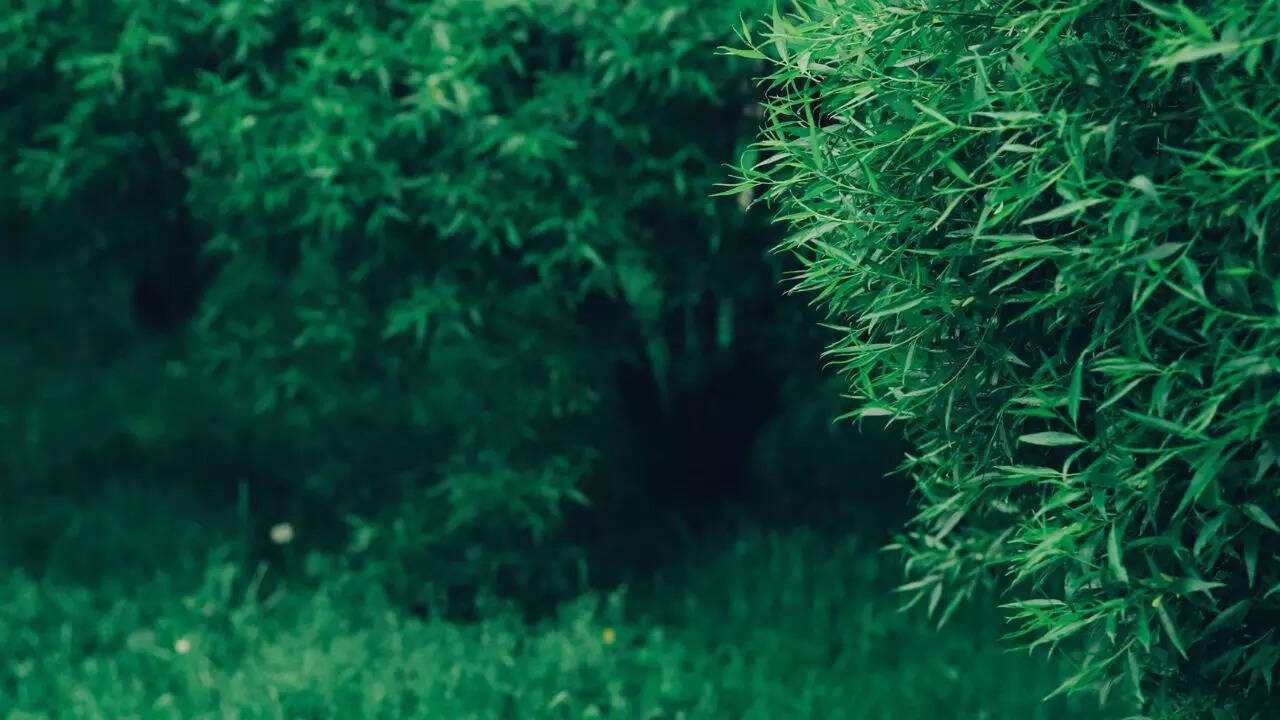 Dense trees and shrubs