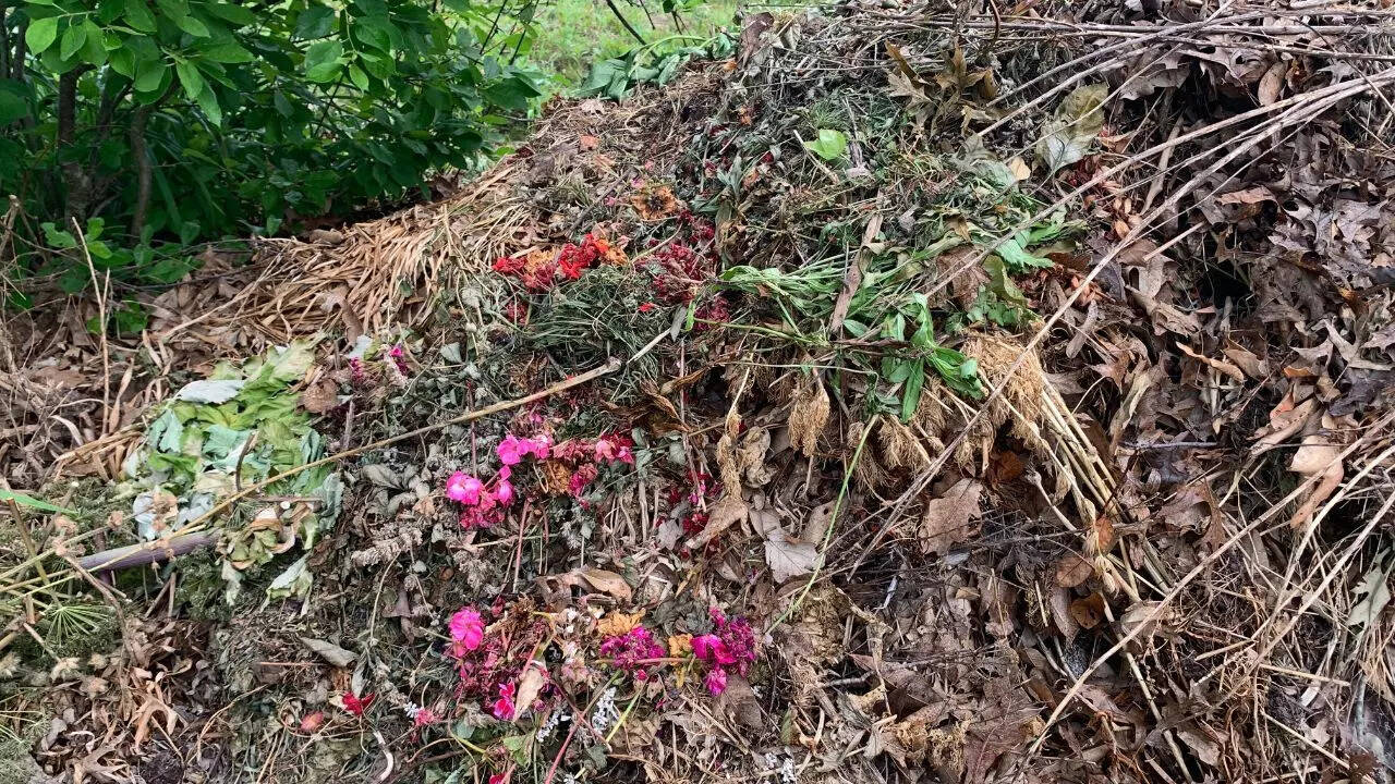 Leaf piles and rotting material