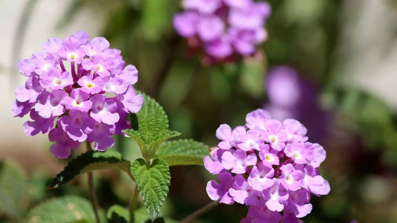 Strongly scented plants