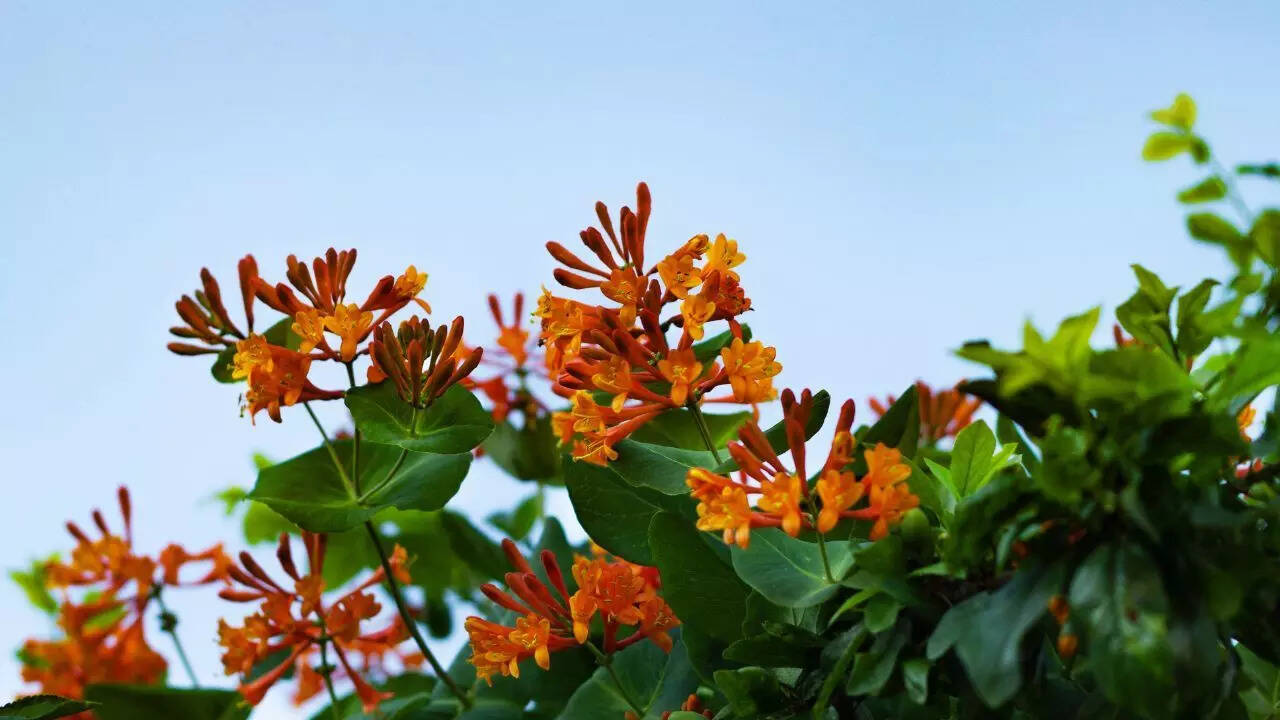 ஆரஞ்சு ஹனிசக்கிள்