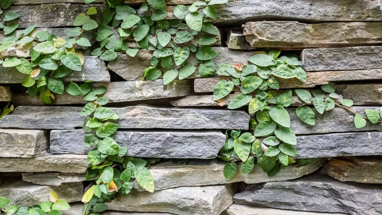 Walls with Green Moss Background