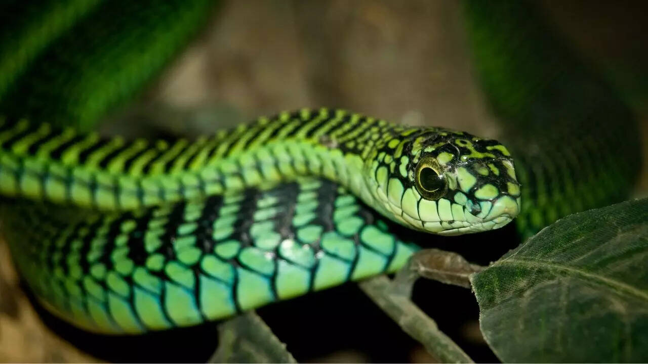 Boomslang