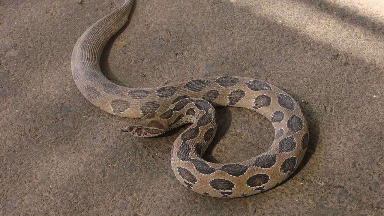 Russell’s Viper