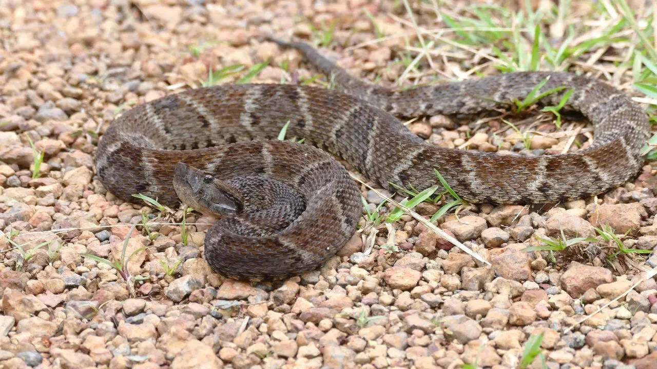 Fer-De-Lance