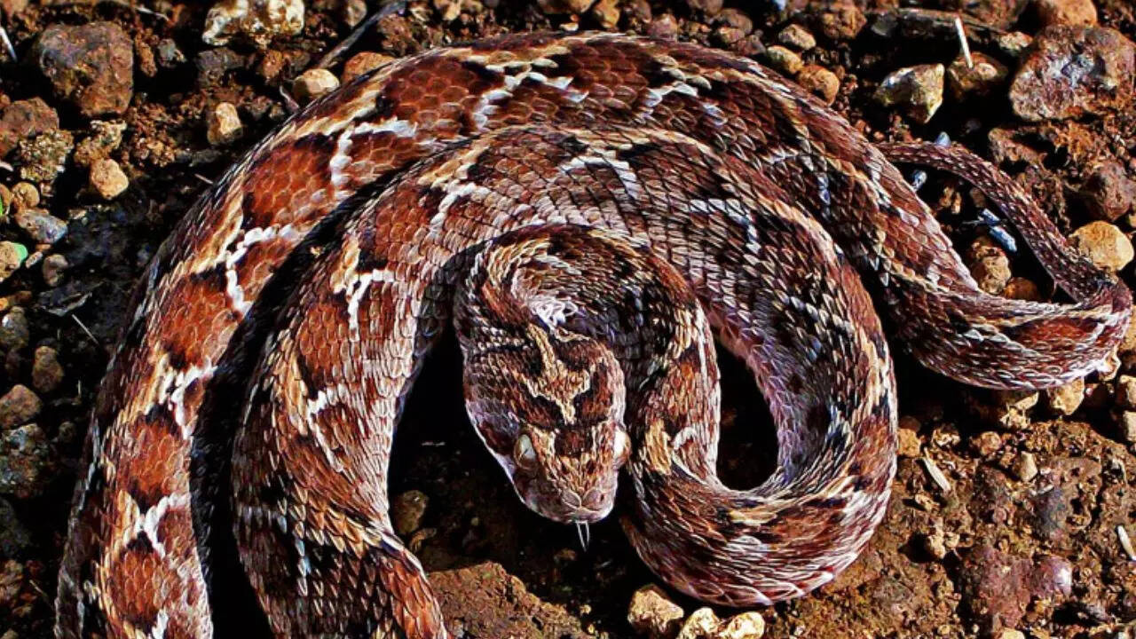 Saw-Scaled Viper