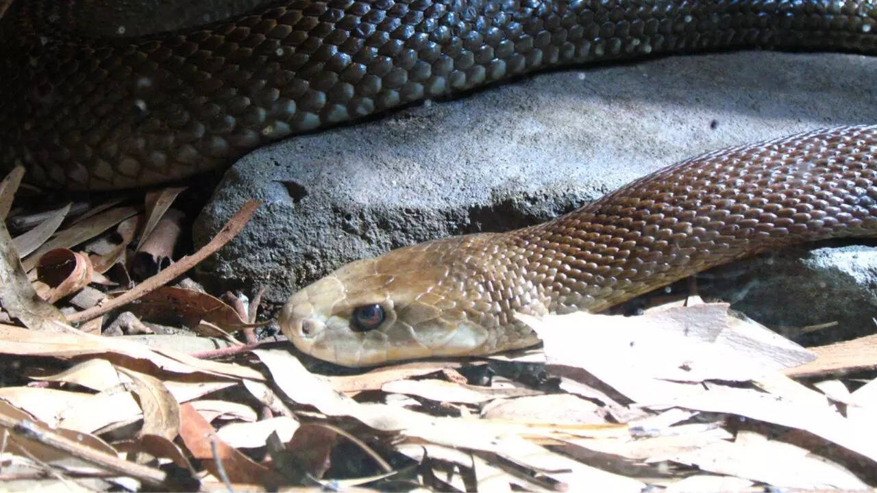 Coastal Taipan