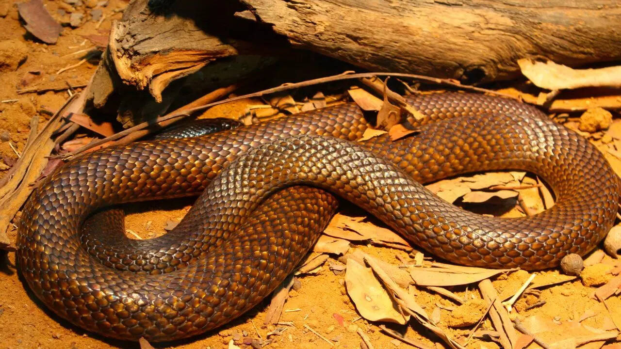 ​​Eastern Brown Snake
