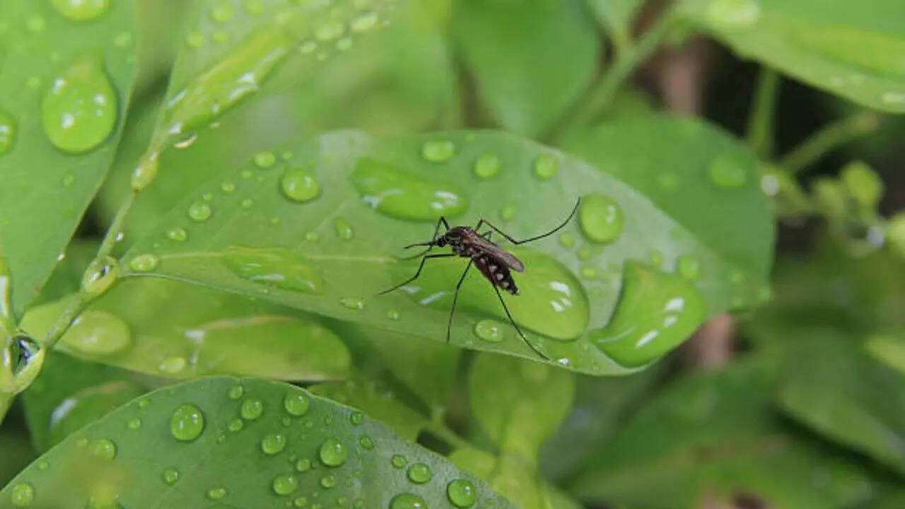டெங்கு மற்றும் மலேரியா வெடிப்புகளுக்கு எதிராக போராடுங்கள்;