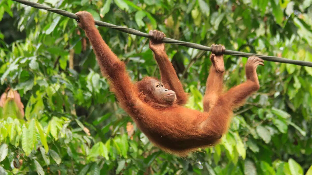 Apes