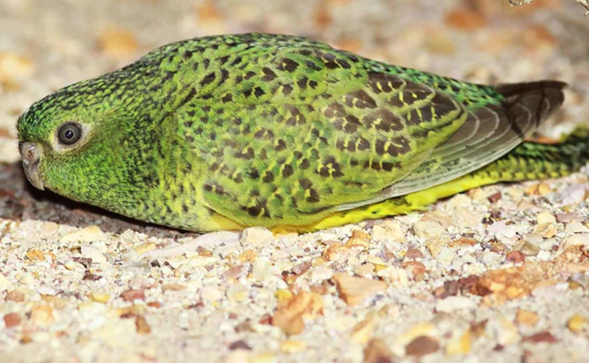 Night Parrot (Photo: @platypupu/ X)