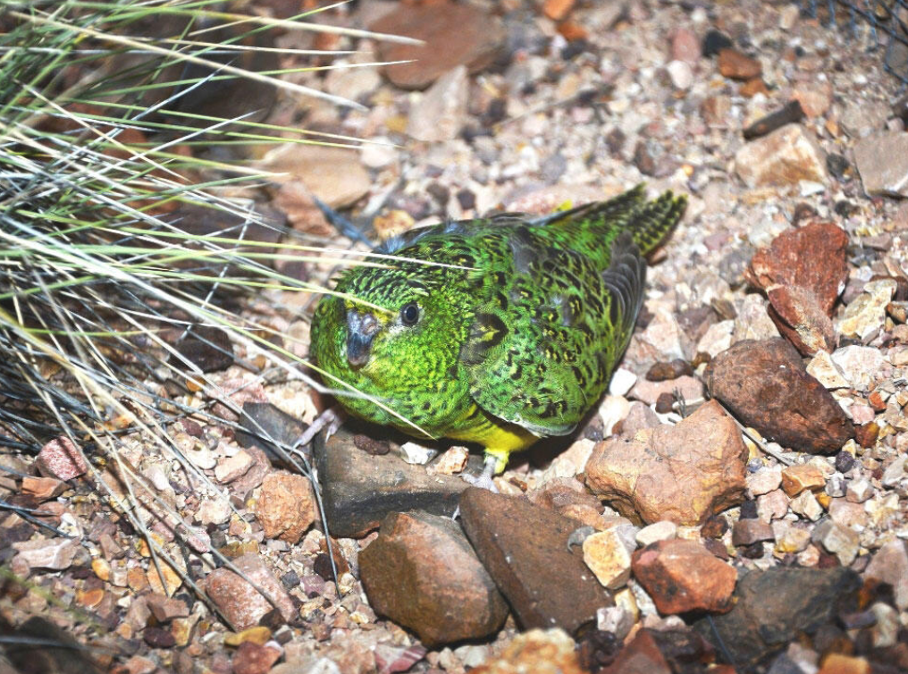 Night Parrot (Photo: @platypupu/ X)