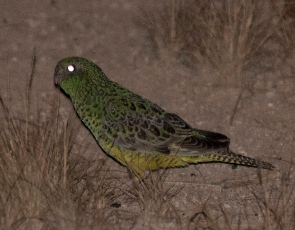 Night Parrot (Photo: @platypupu/ X)