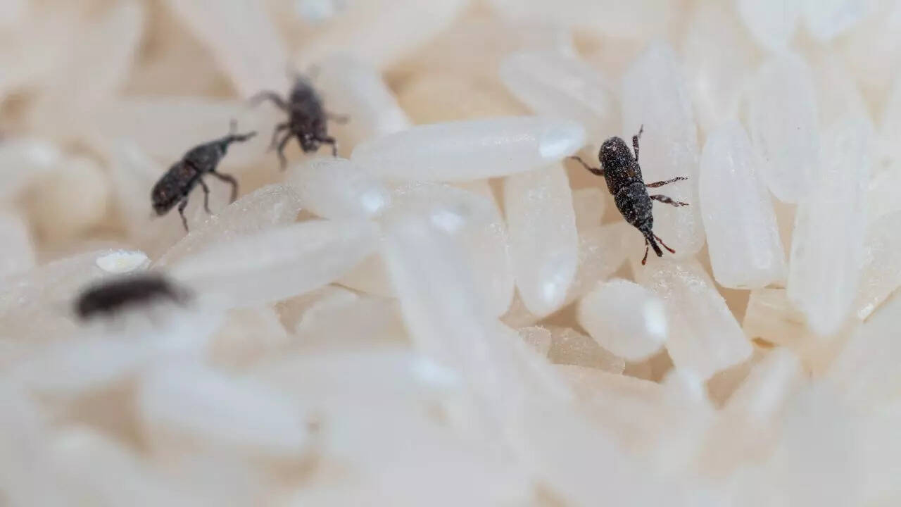 Keep rice insect-free with these kitchen hacks