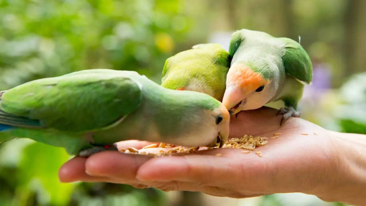 Tips to bring more birds into your garden and help nature thrive