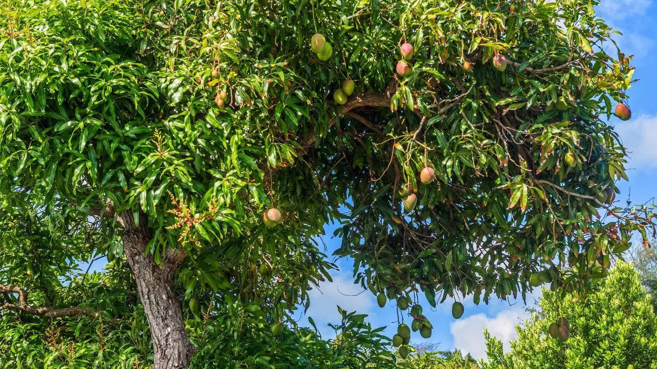 Mango trees