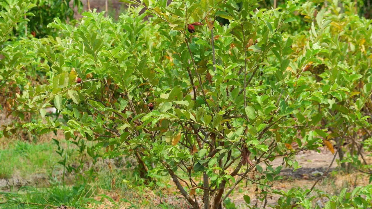 Guava trees