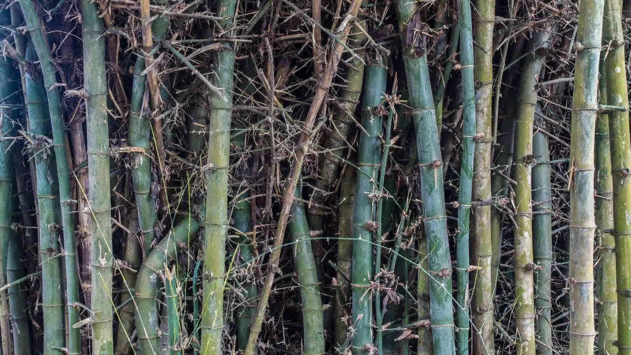 Bamboo clumps
