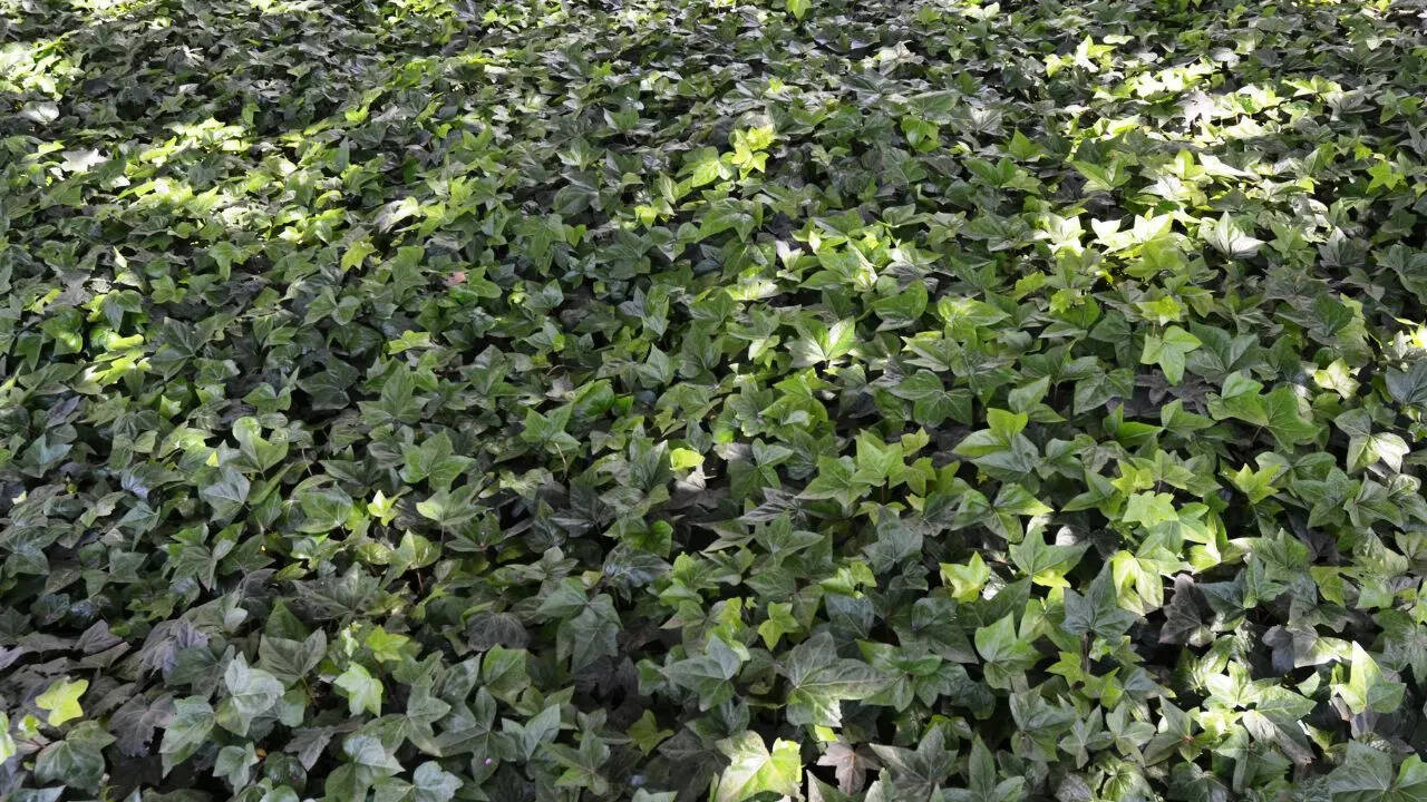 Ground covering plants