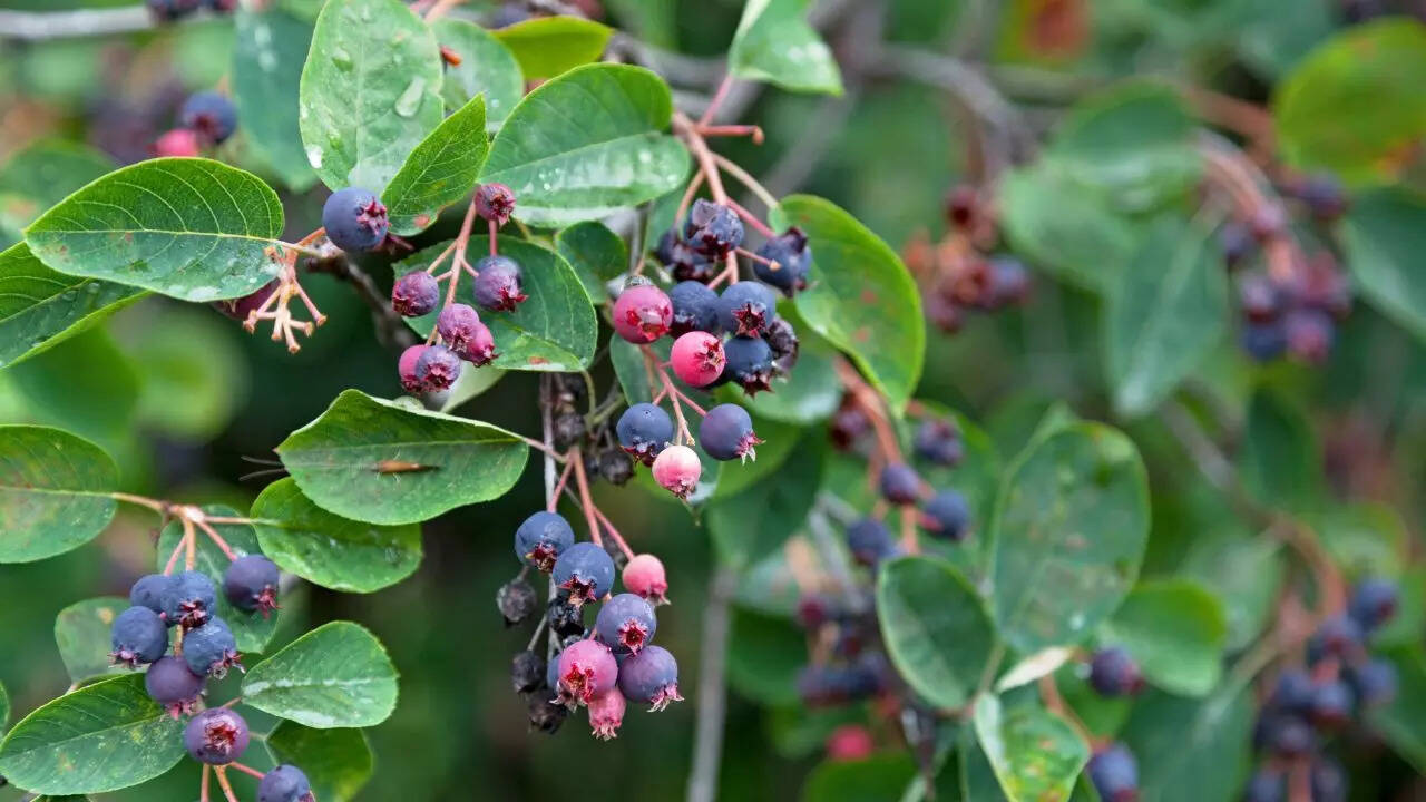 Fruit bearing shrubs