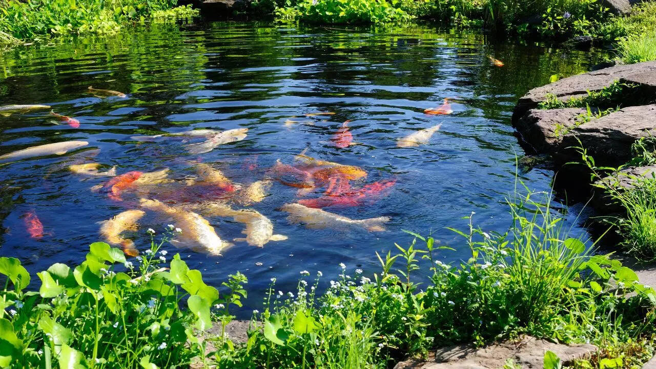 Water plants near ponds