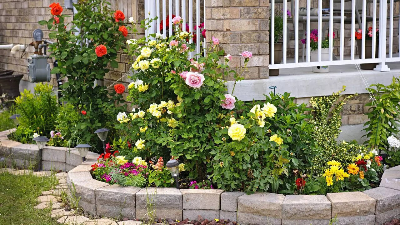 7 ways to grow healthy roses