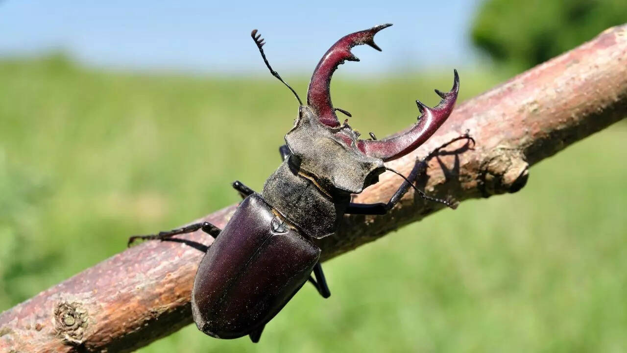 Stag Beetle