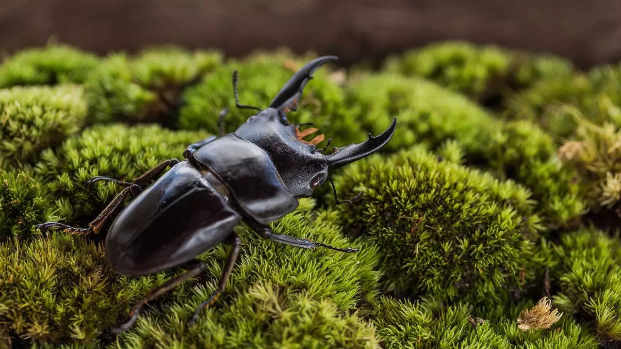Stag Beetle