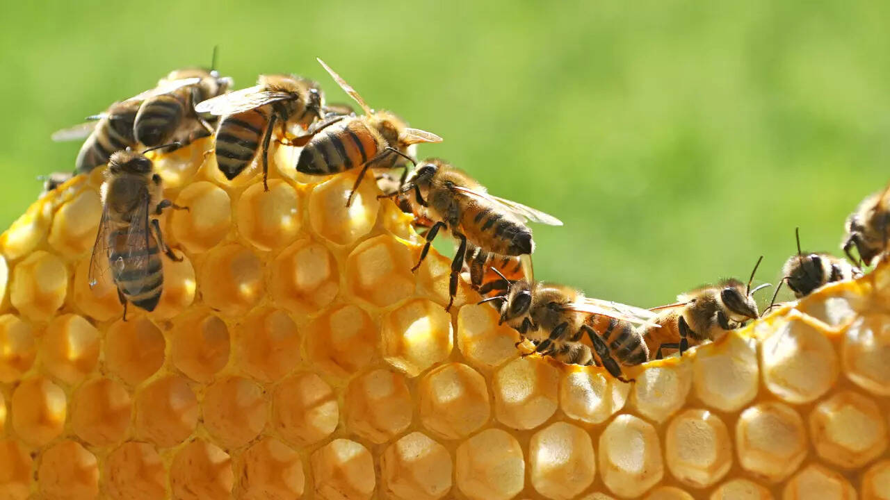 honeybee