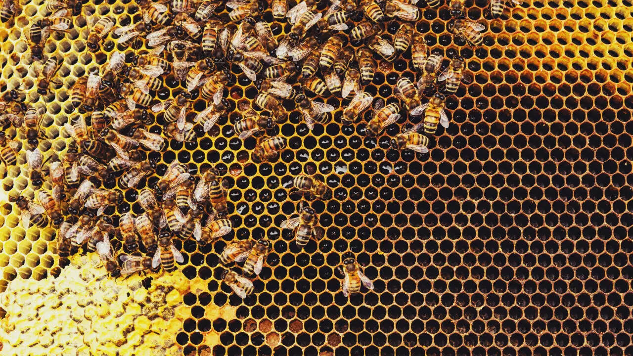 honeybee