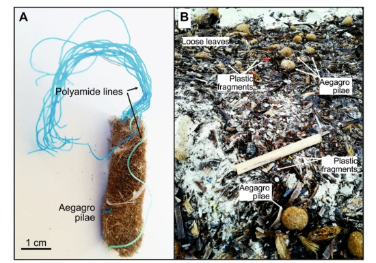 Plastic debris in aegagropilae (Photo: Scientific Reports)