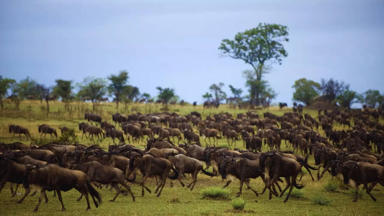 Great Migration in Serengeti