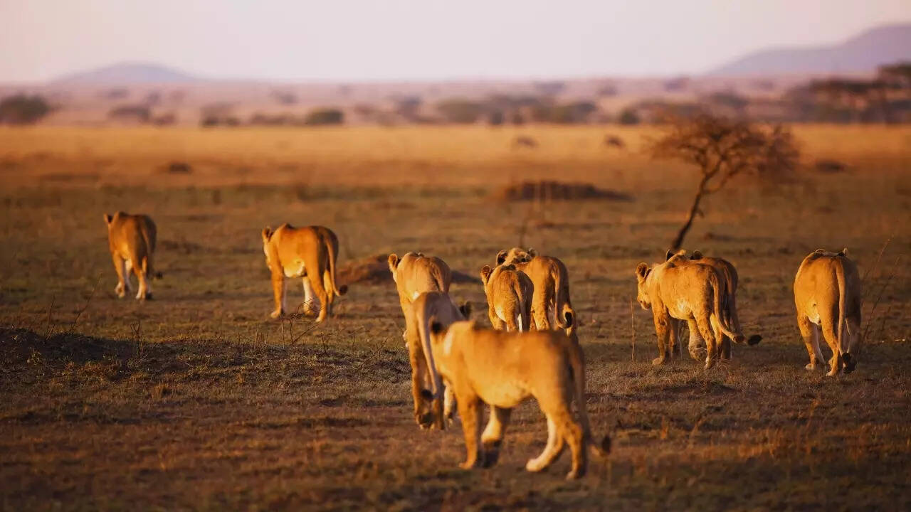 Lions in Serengeti