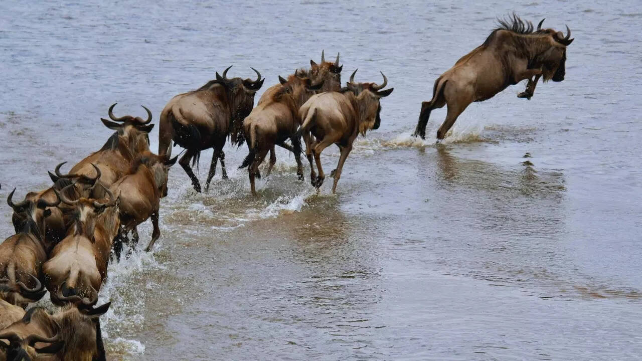 River crossing in Serengeti