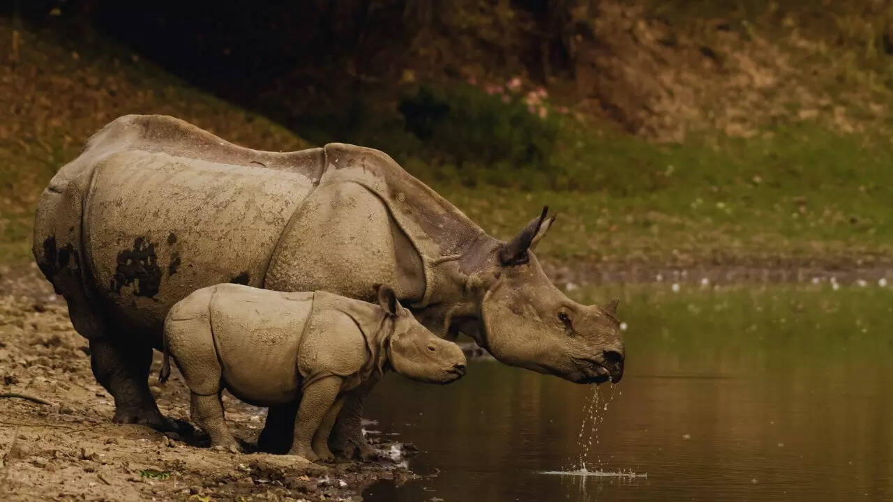 Kaziranga National Park