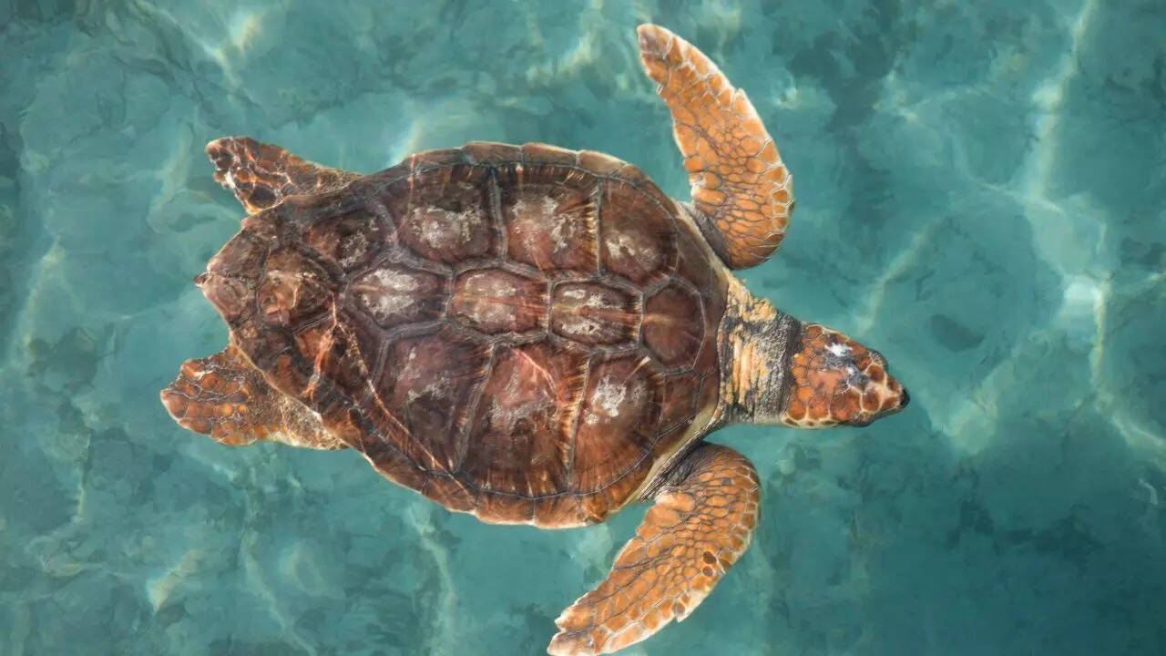 Turtle