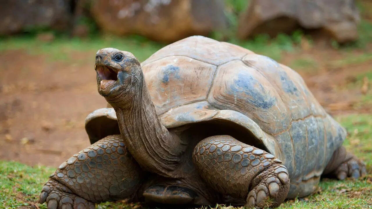 Tortoise