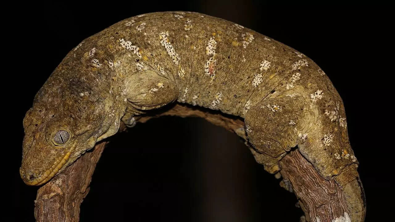 New Caledonian Giant Gecko