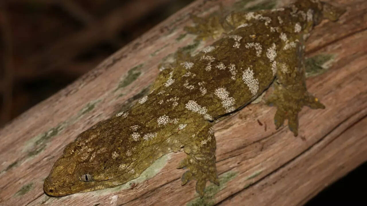 New Caledonian Giant Gecko