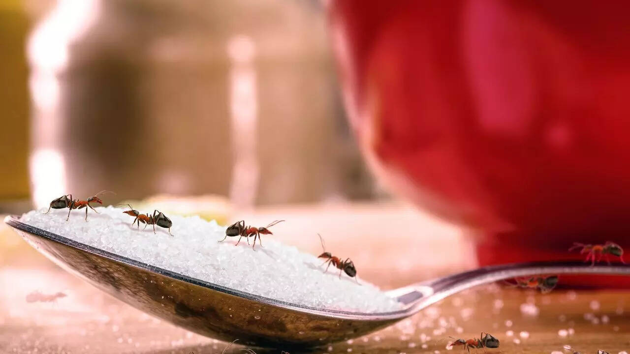 How to make bay leaf and salt an ant repellent