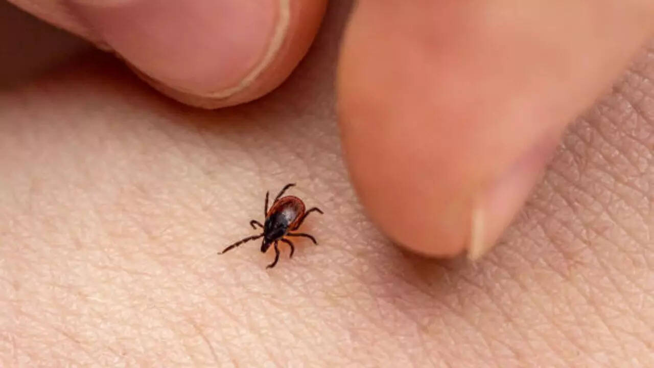 Lyme disease is caused by a bacteria called Borrelia