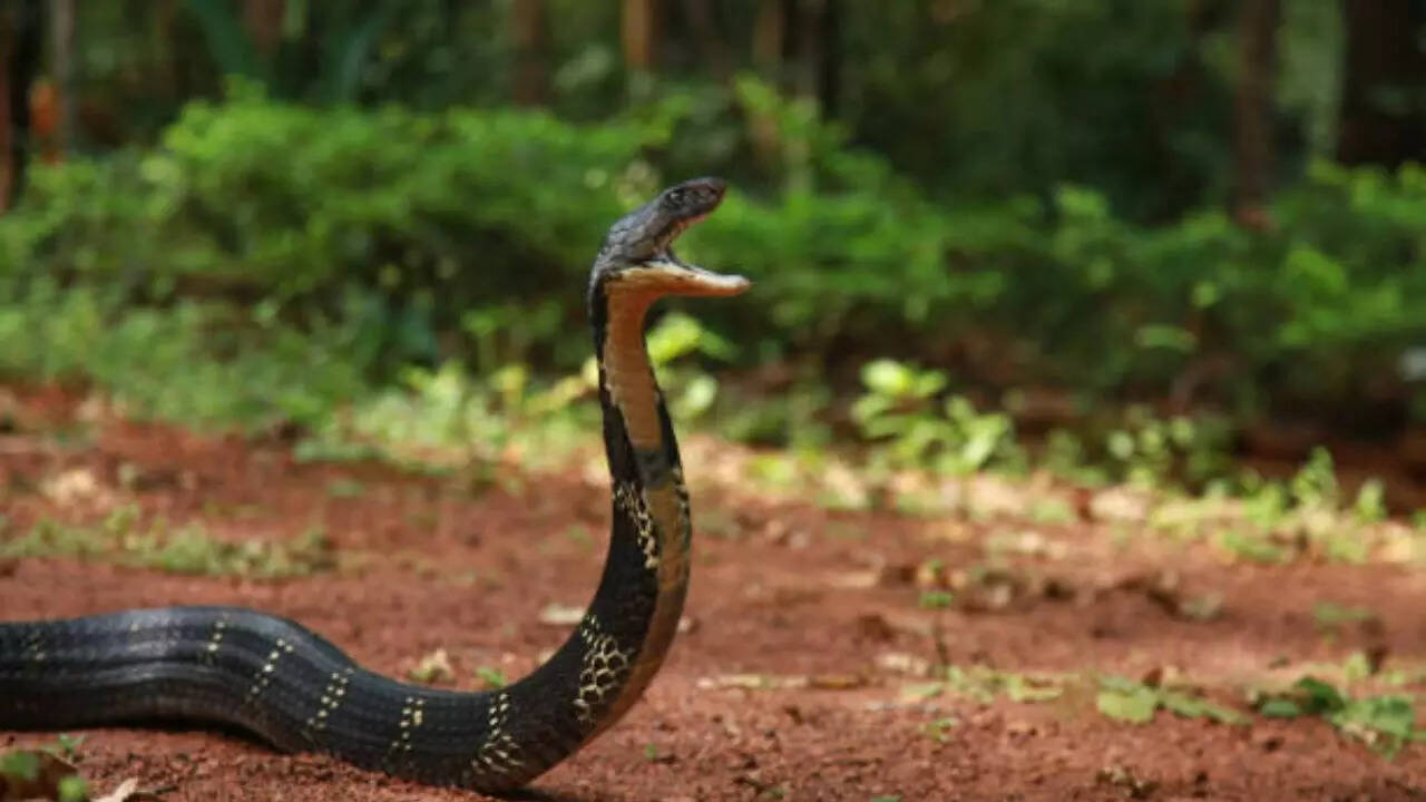 Cobra