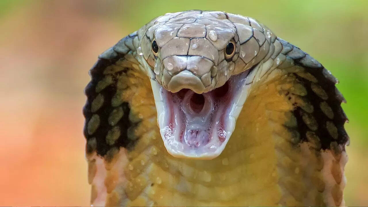 King Cobra